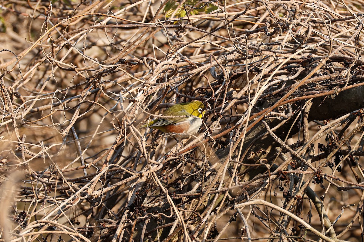 Chestnut-flanked White-eye - ML636773206