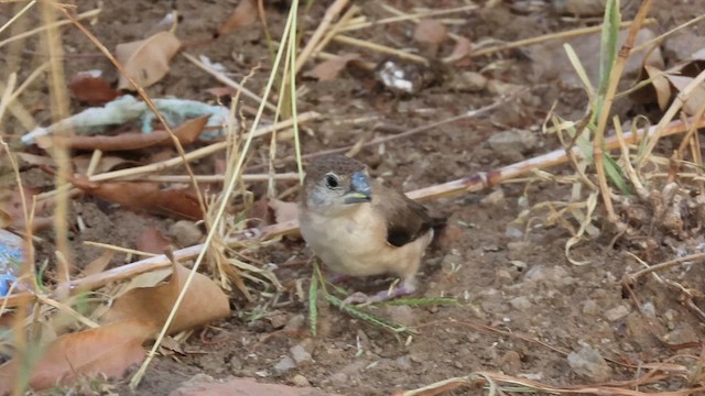 Indian Silverbill - ML636773230