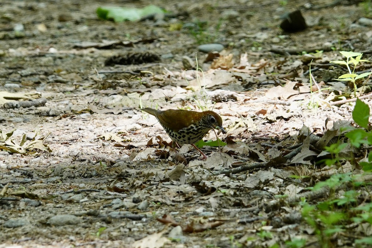 Wood Thrush - ML636773256