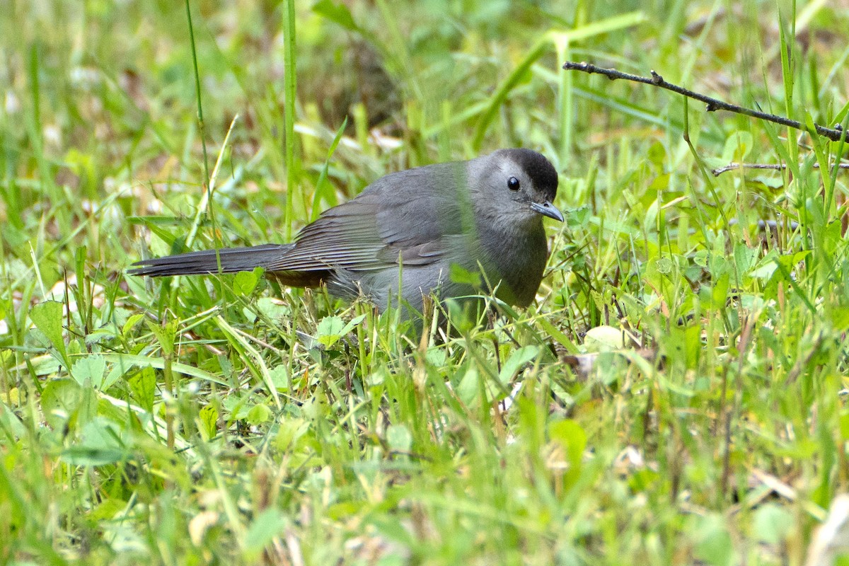 Gray Catbird - ML636773261