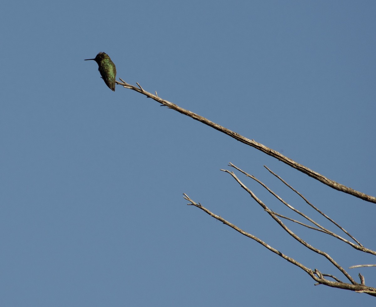 Colibri d'Anna - ML636773281
