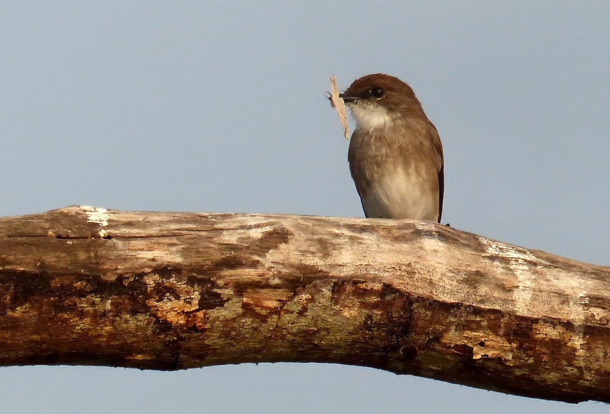 Swamp Flycatcher - ML636773301
