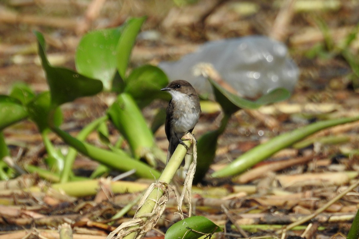 Swamp Flycatcher - ML636773316