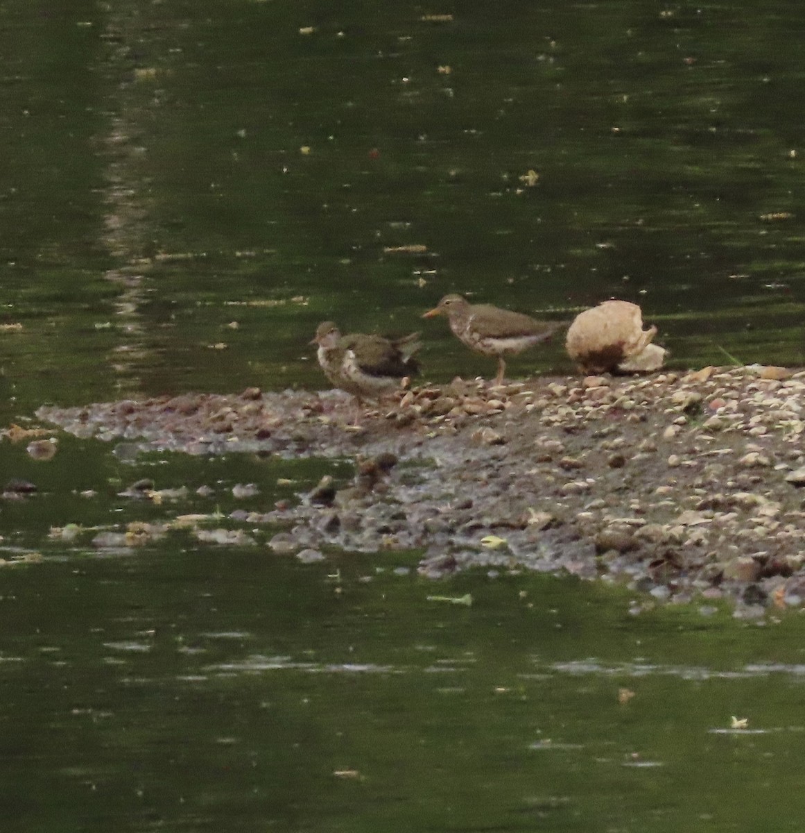 Spotted Sandpiper - ML636773320