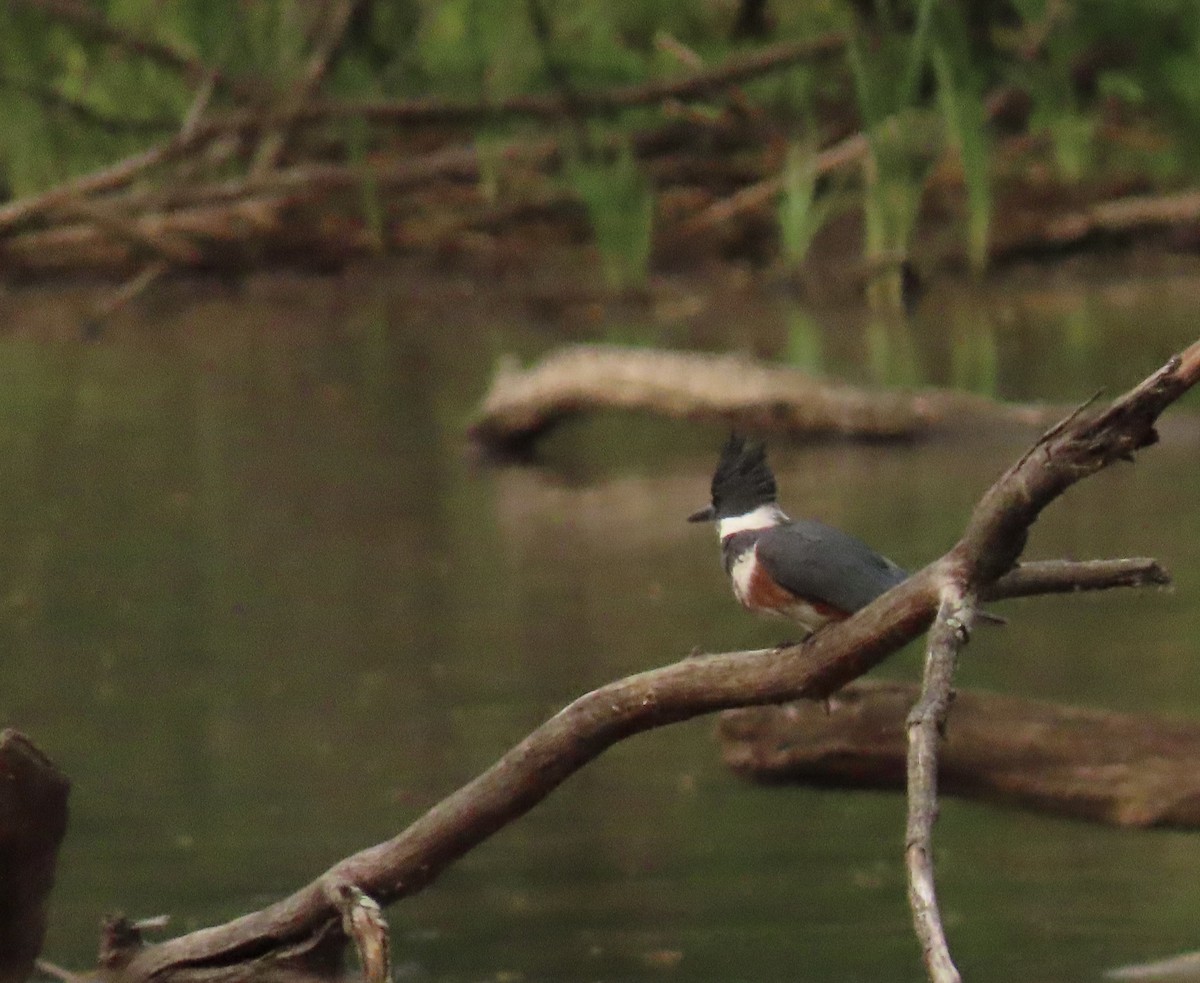 Belted Kingfisher - ML636773337