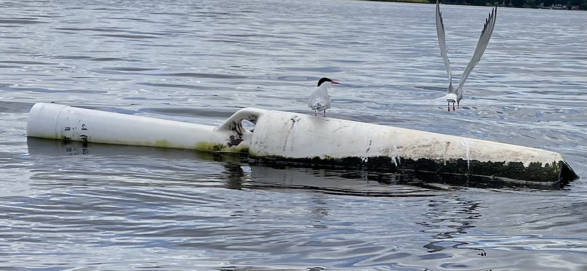 燕鷗 - ML636773351