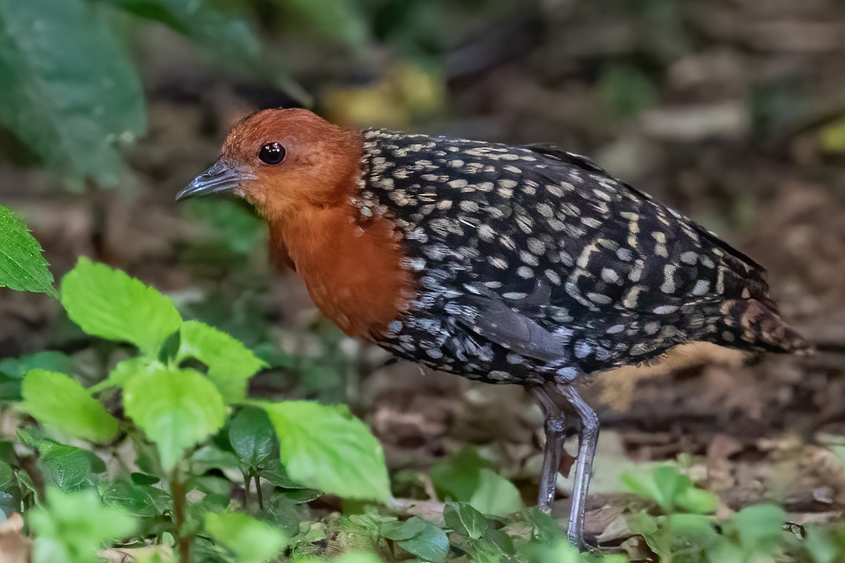 Buff-spotted Flufftail - ML636773359