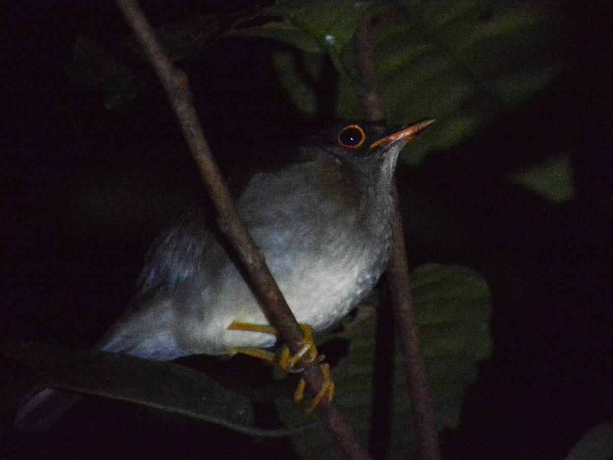 Black-headed Nightingale-Thrush - ML636773363