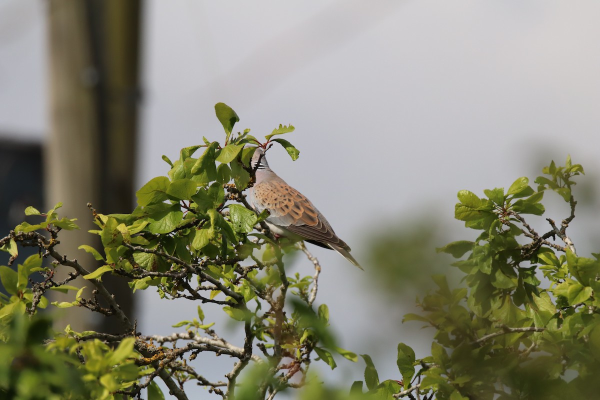 European Turtle-Dove - ML636773372