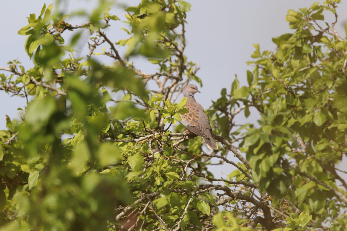 European Turtle-Dove - ML636773373