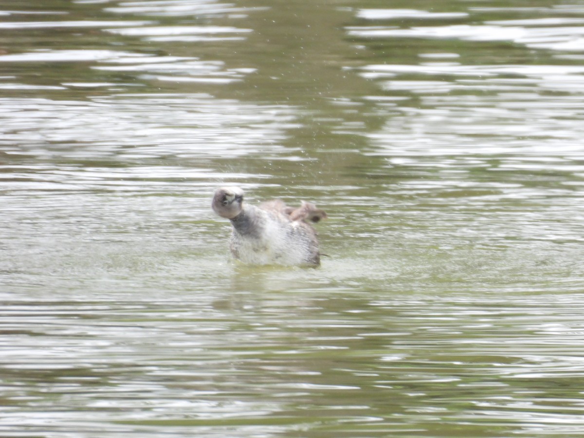 Pied-billed Grebe - ML636773395