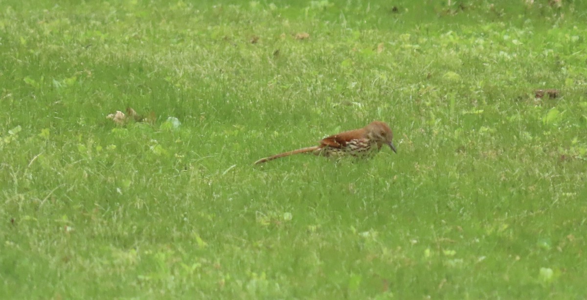 Brown Thrasher - ML636773402