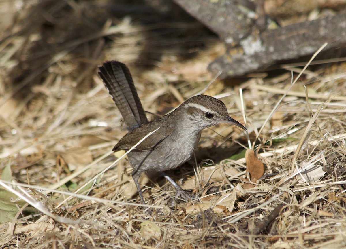 Troglodyte de Bewick - ML636773408