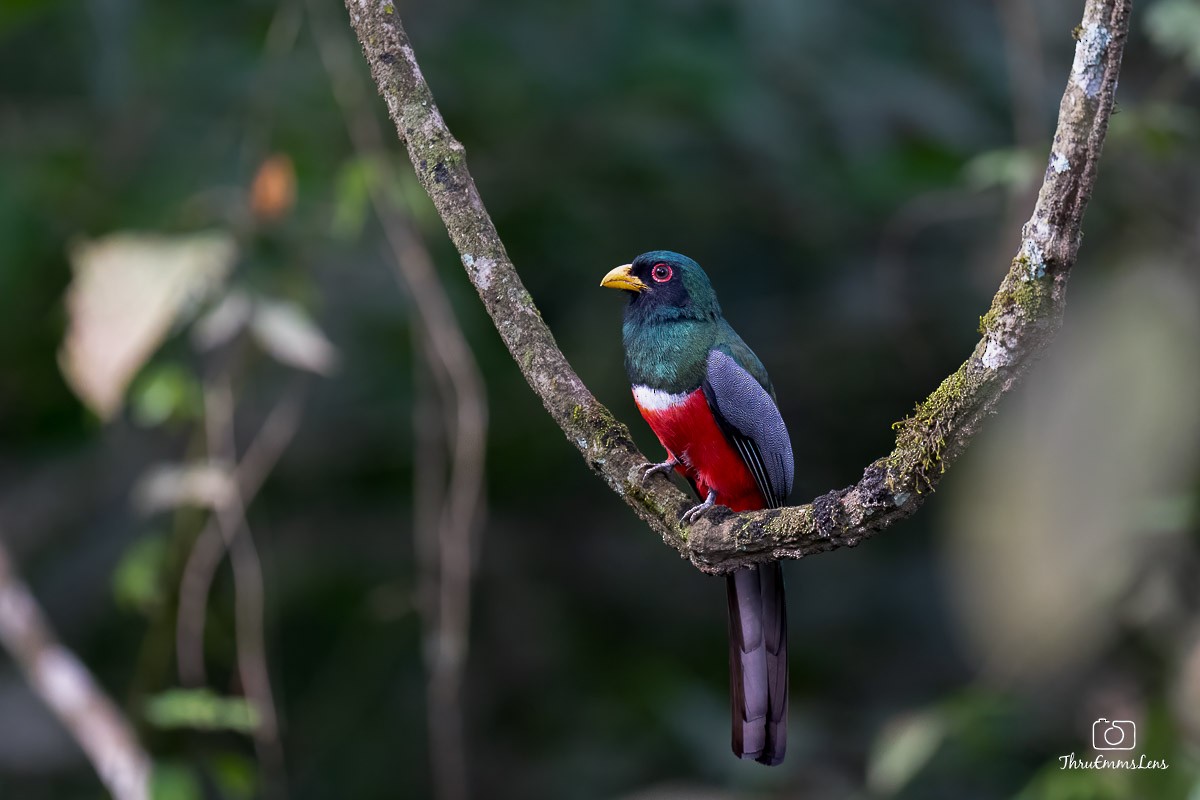 Trogon à queue noire - ML636773409