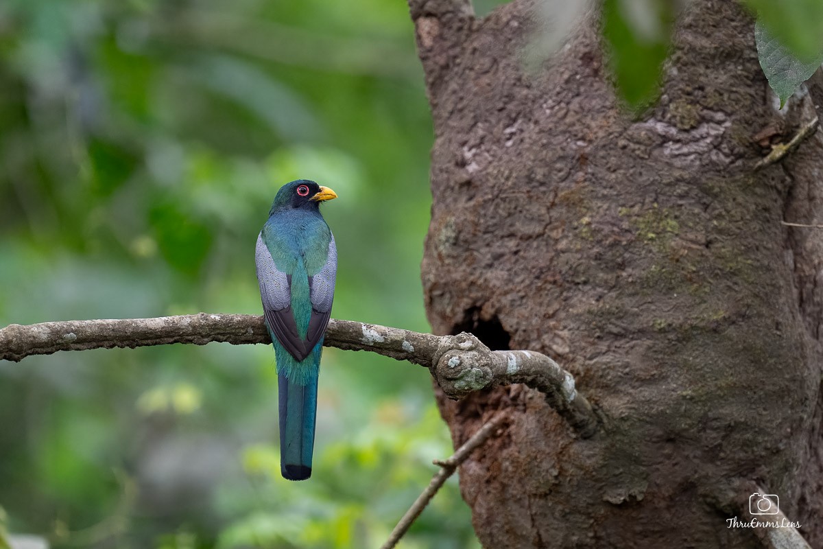Trogon à queue noire - ML636773410