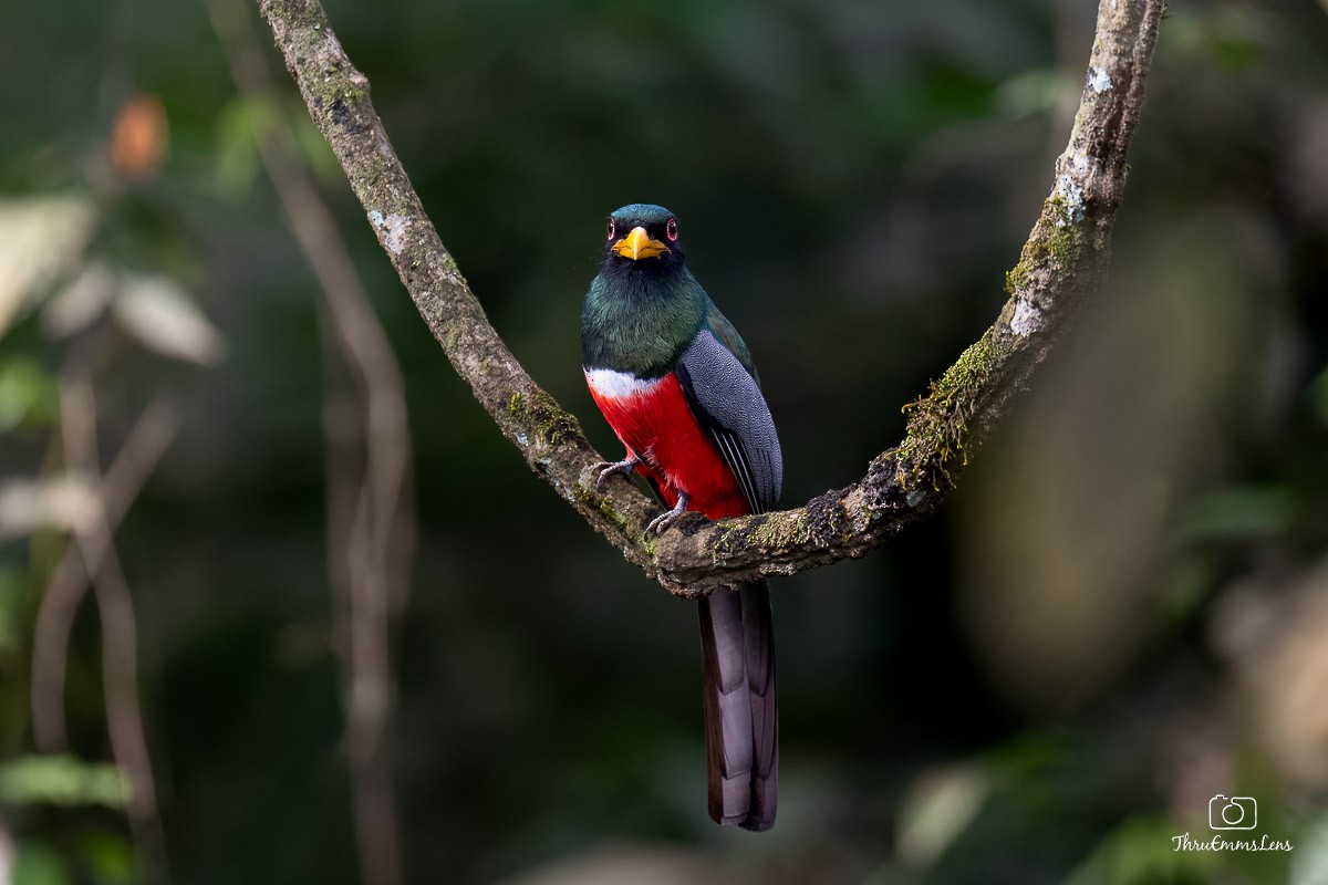 Trogon à queue noire - ML636773411