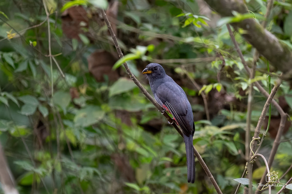 Trogon à queue noire - ML636773412