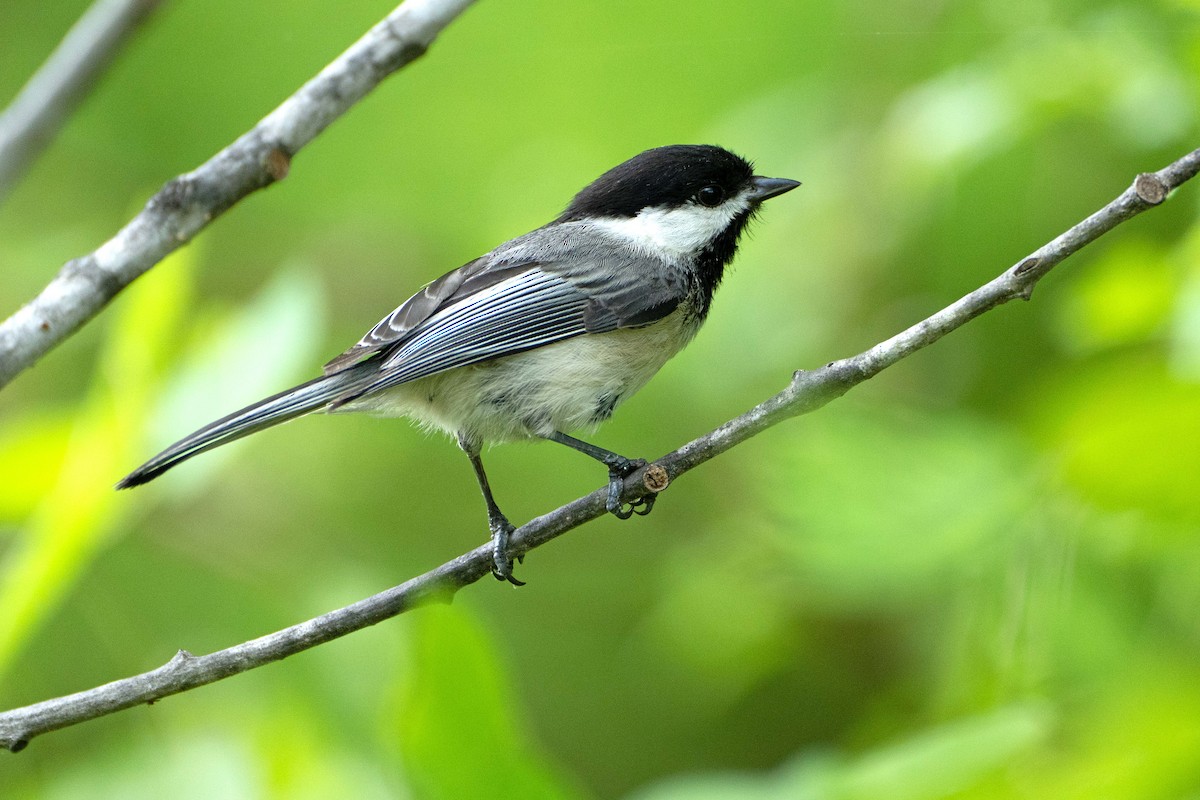 Black-capped Chickadee - ML636773640