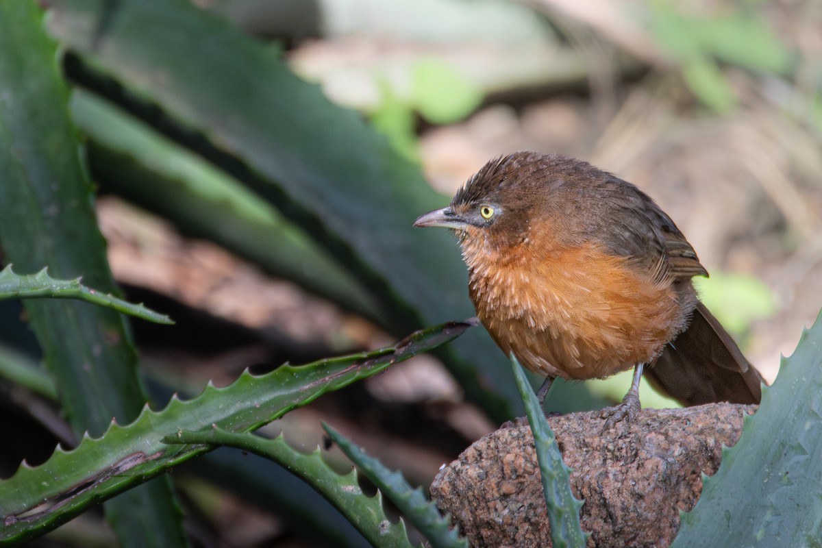 Rufous Chatterer - ML636773702