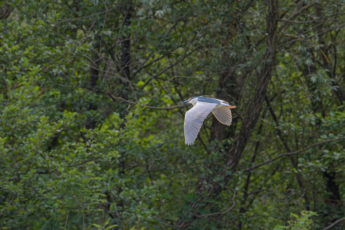 Black-crowned Night Heron - ML636773758