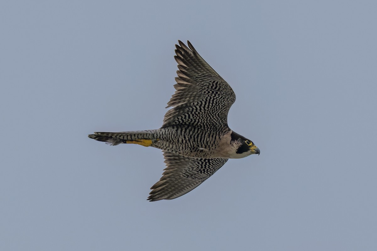 Peregrine Falcon - David Yeager