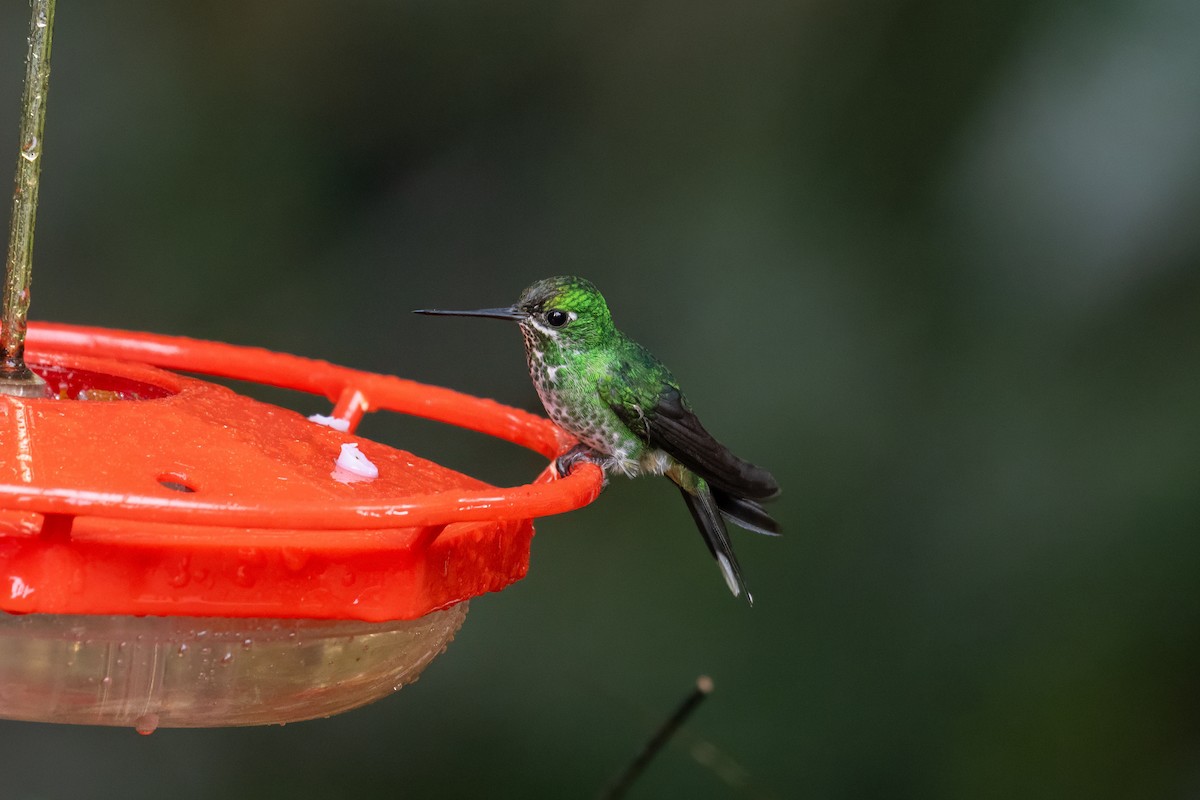 Rufous-vented Whitetip - ML636773800