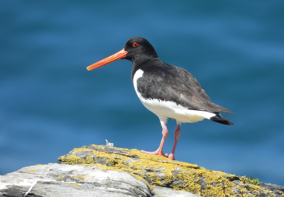 Eurasian Oystercatcher - ML636773840