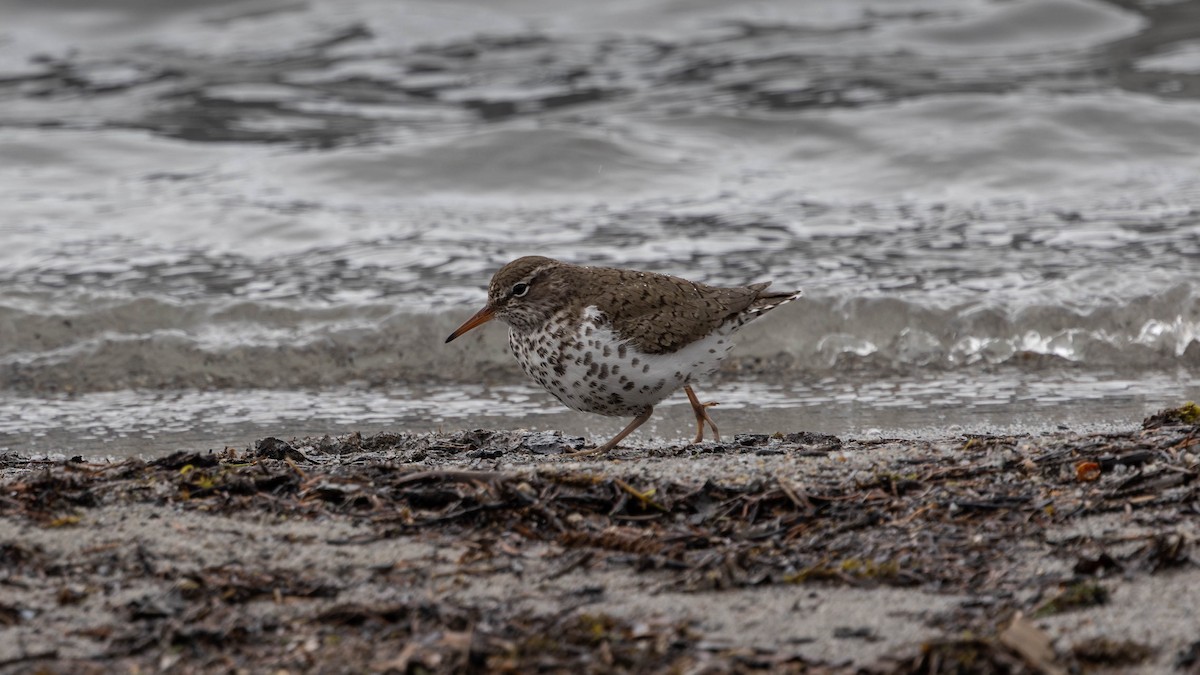 Spotted Sandpiper - ML636773851