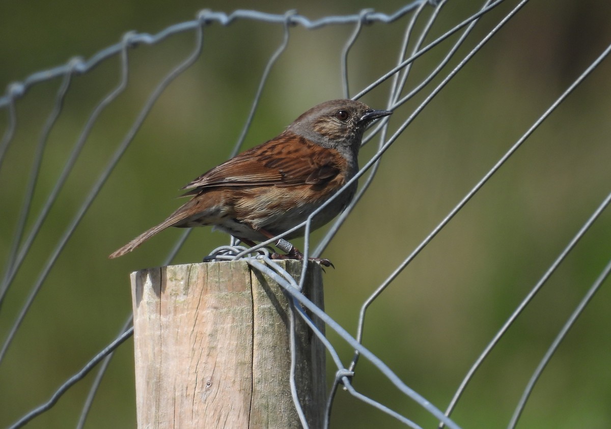Dunnock - ML636773922