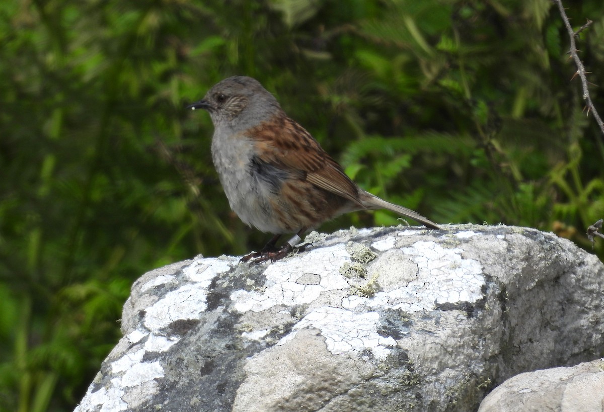 Dunnock - ML636773923