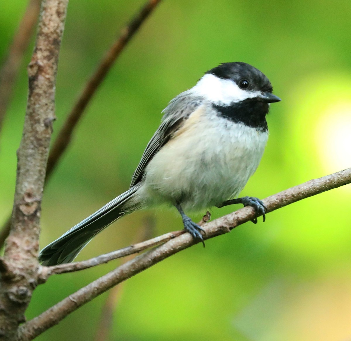 Black-capped Chickadee - ML636773952