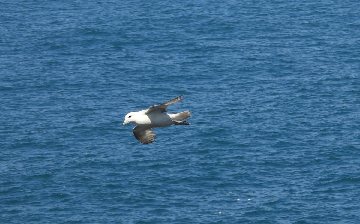 Northern Fulmar - ML636773985