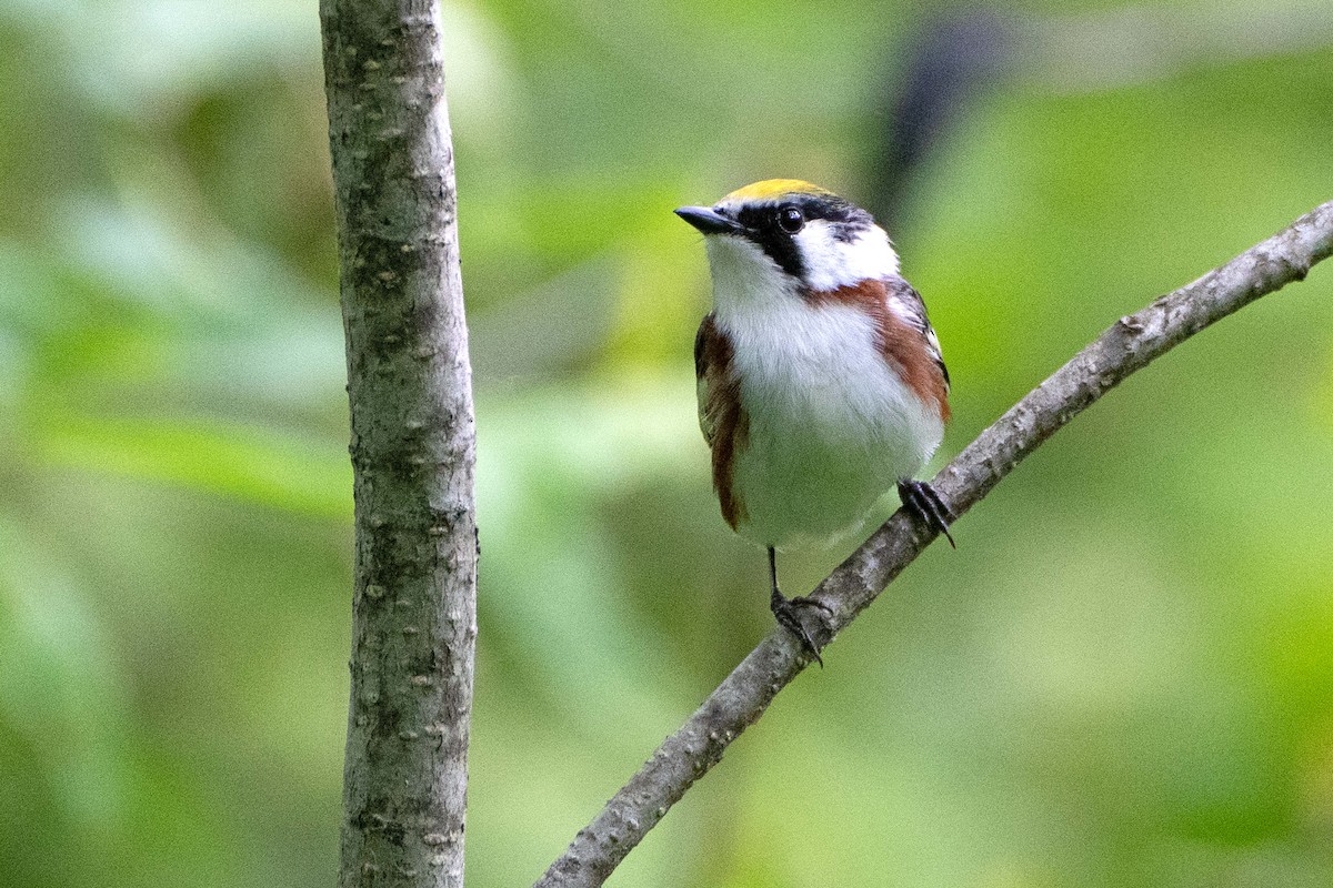 Chestnut-sided Warbler - ML636774001