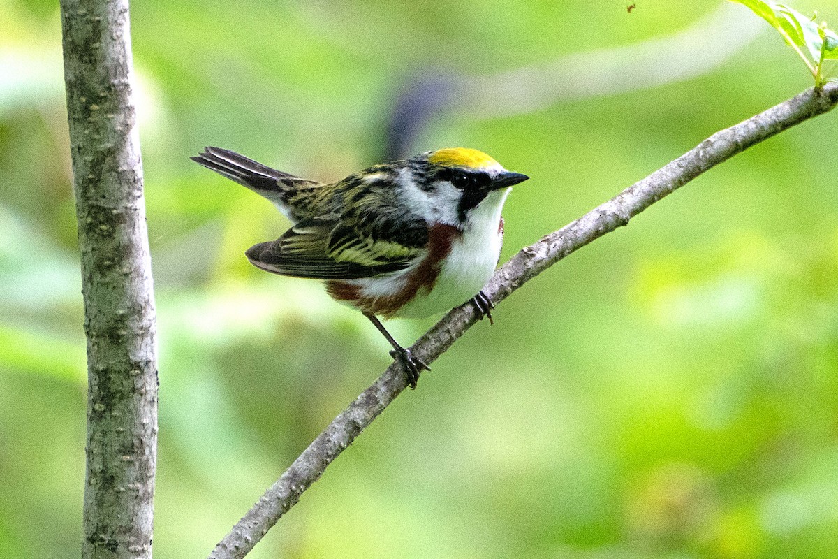 Chestnut-sided Warbler - ML636774002