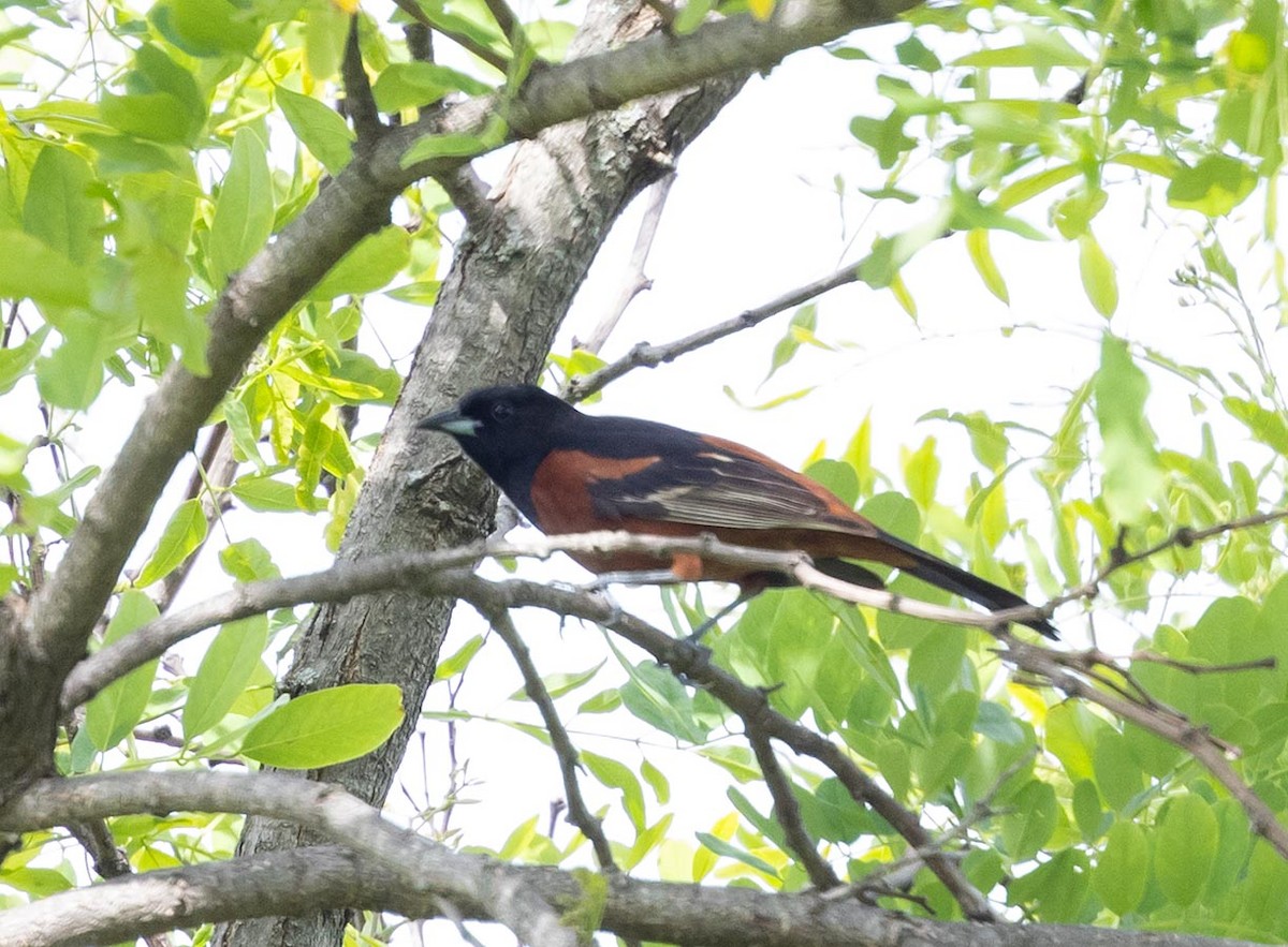 Orchard Oriole - ML636774014
