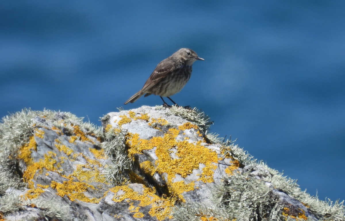 Rock Pipit - ML636774017