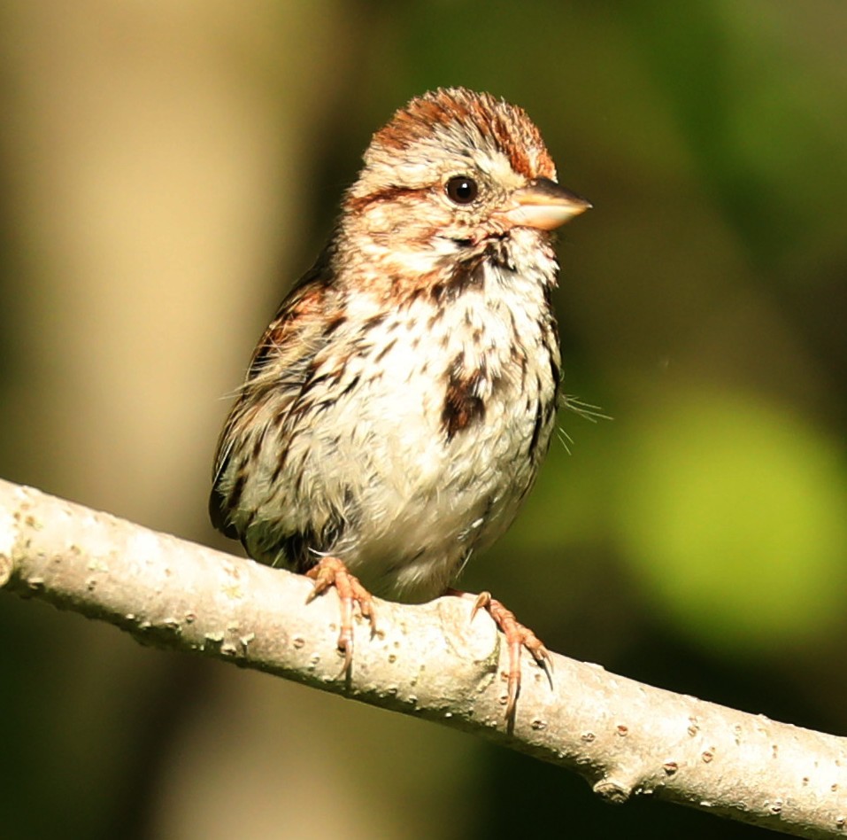 Song Sparrow - Scott Gillingwater