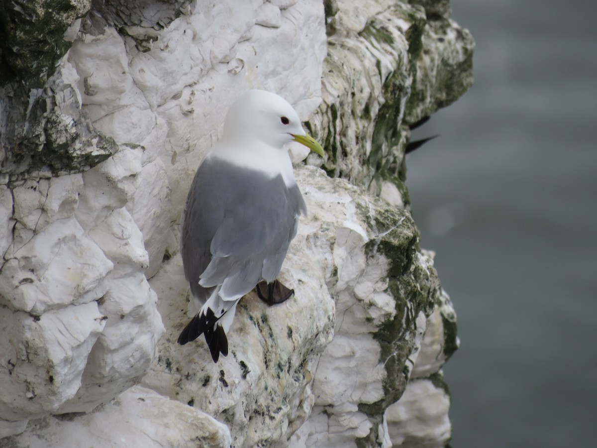 Black-legged Kittiwake - ML636774052