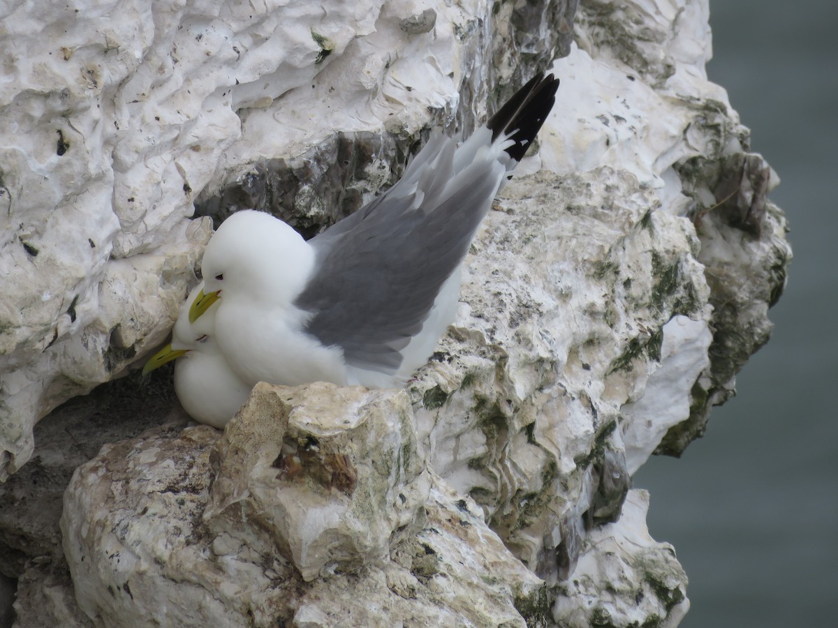 Black-legged Kittiwake - ML636774053