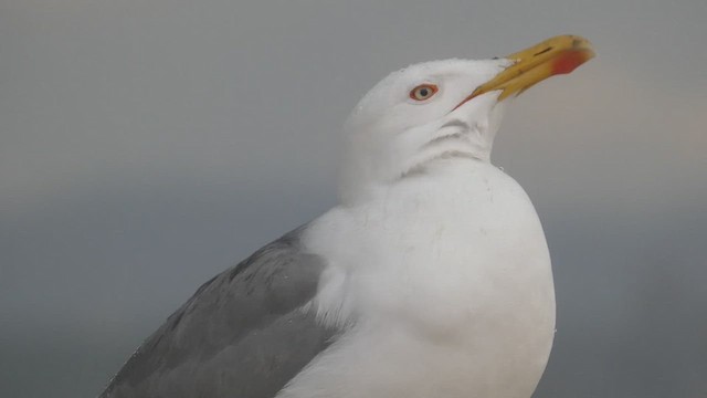 Goéland leucophée - ML636774126