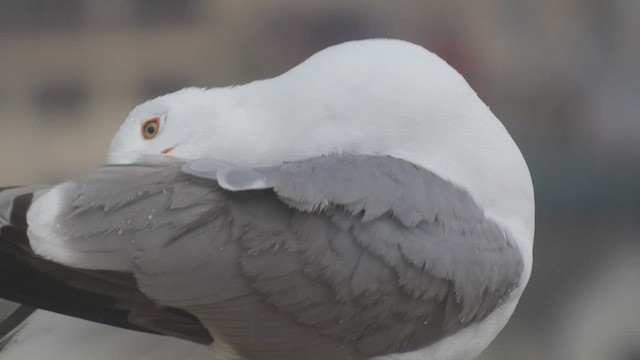 Goéland leucophée - ML636774127
