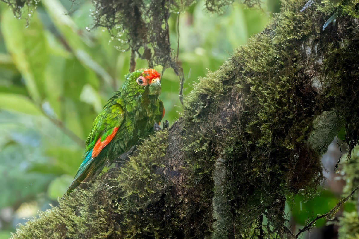 El Oro Parakeet - ML636774174