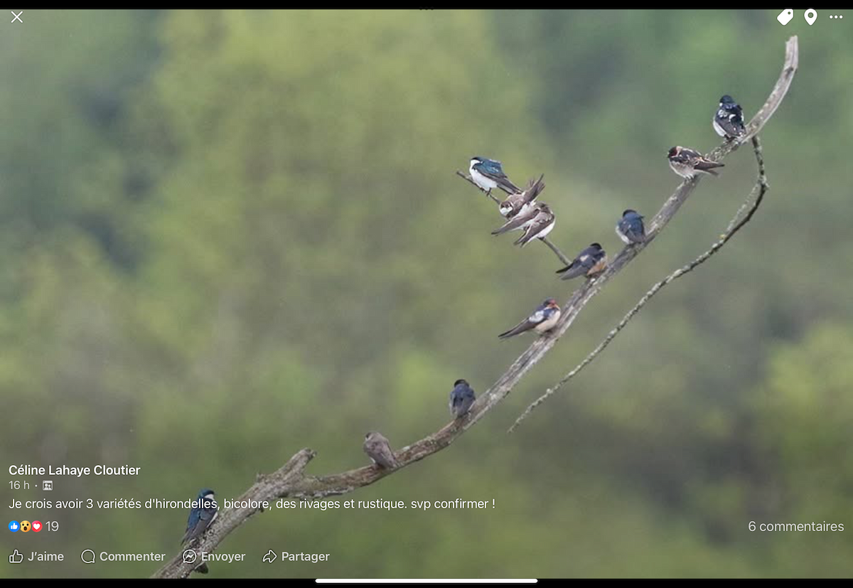 Cliff Swallow - ML636774196