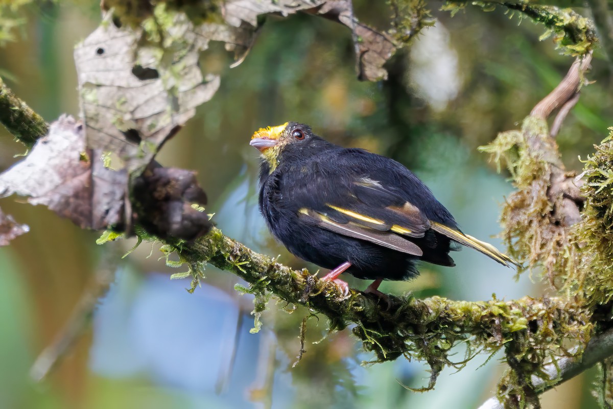 Golden-winged Manakin - ML636774204