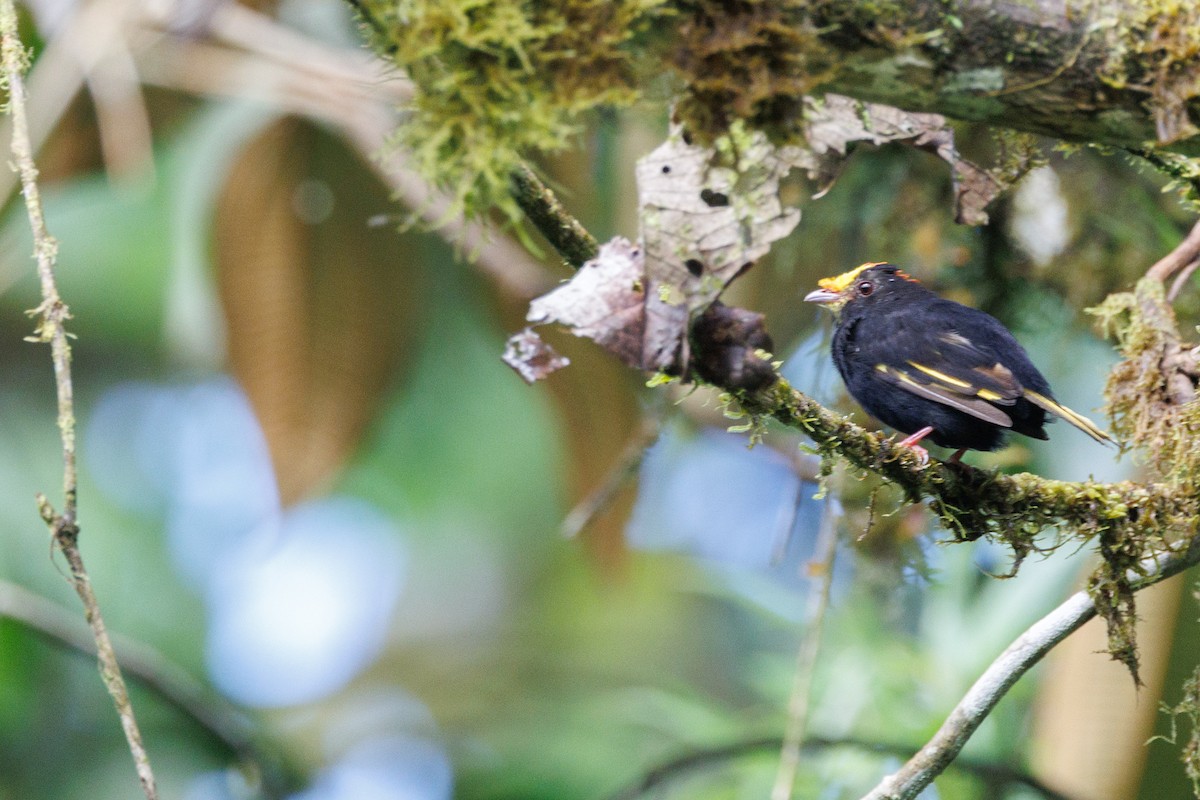 Golden-winged Manakin - ML636774208