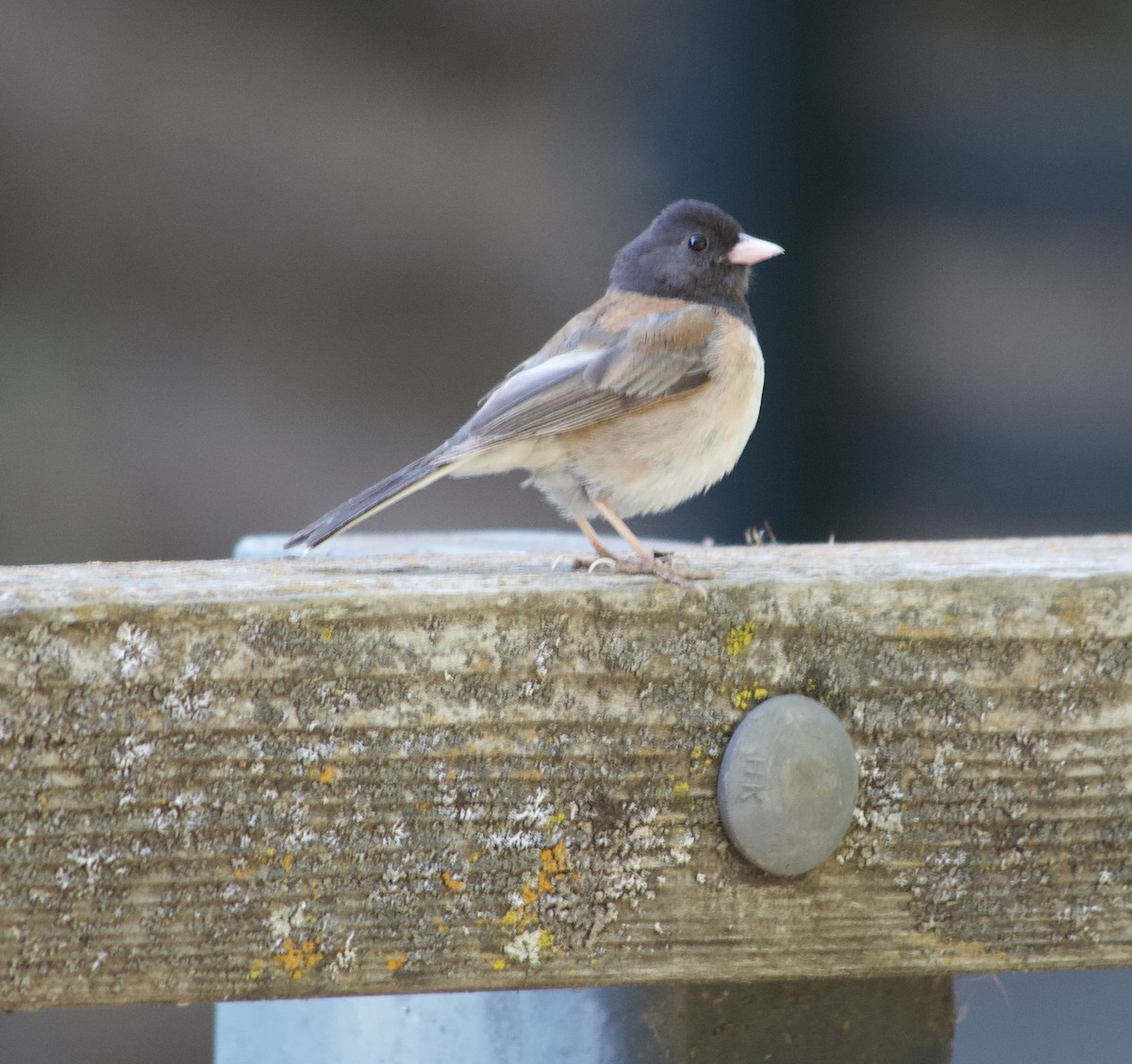 Junco ardoisé - ML636774209