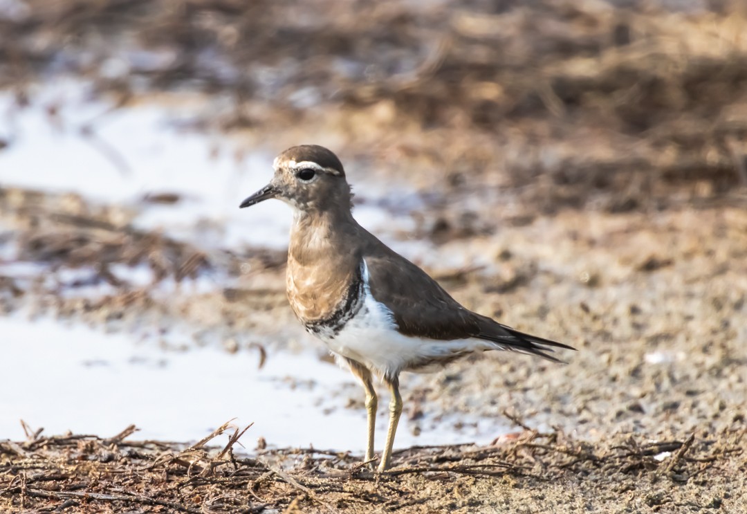 Rufous-chested Dotterel - ML636774267