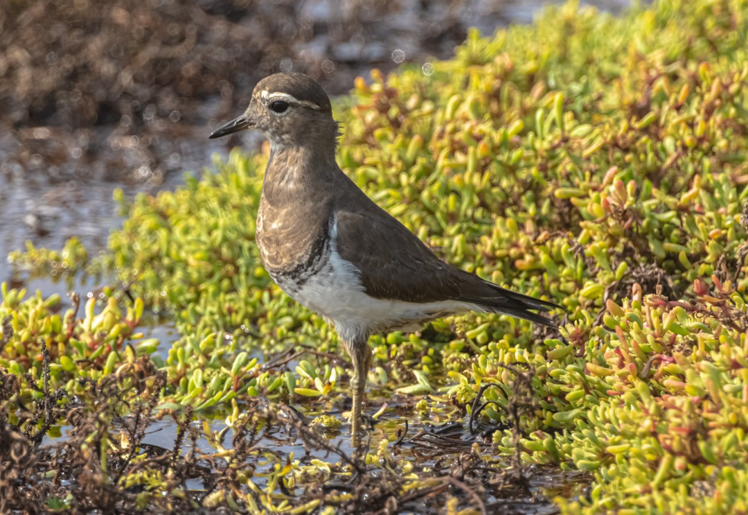 Rufous-chested Dotterel - ML636774268