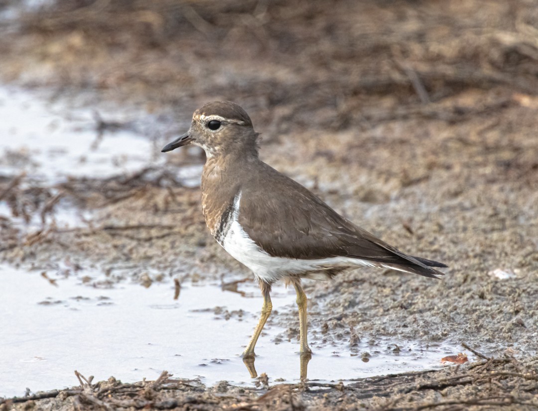 Rufous-chested Dotterel - ML636774269