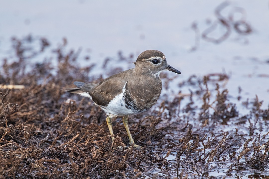 Rufous-chested Dotterel - ML636774270